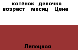 котёнок (девочка) возраст 1 месяц › Цена ­ 800 - Липецкая обл., Липецк г. Животные и растения » Кошки   . Липецкая обл.